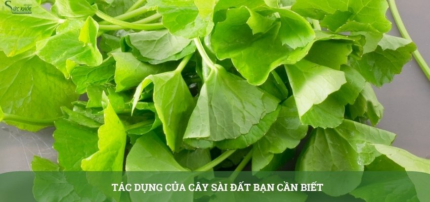 cay-sai-dat-chua-viem-da-co-dia-1-3123