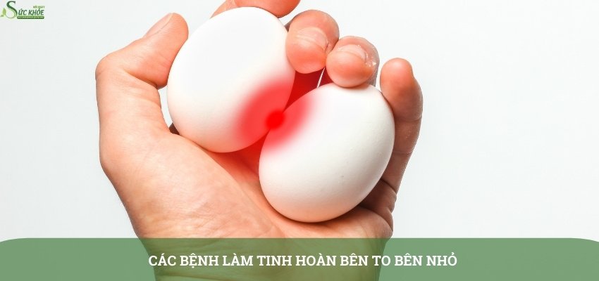 tinh-hoan-ben-to-ben-nho-4234-3123