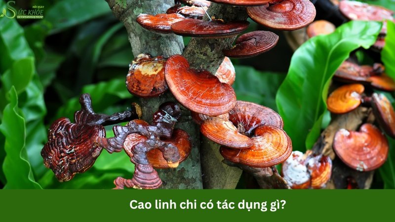 cao-linh-chi-co-tac-dung-gi-4234324