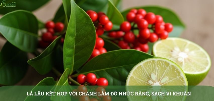 cay-la-lau-chua-sau-rang-4-3213