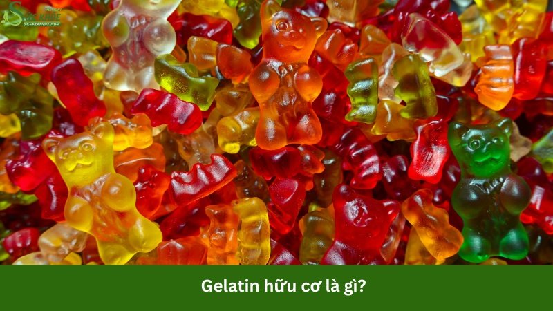 gelatin-huu-co-la-gi-3213123
