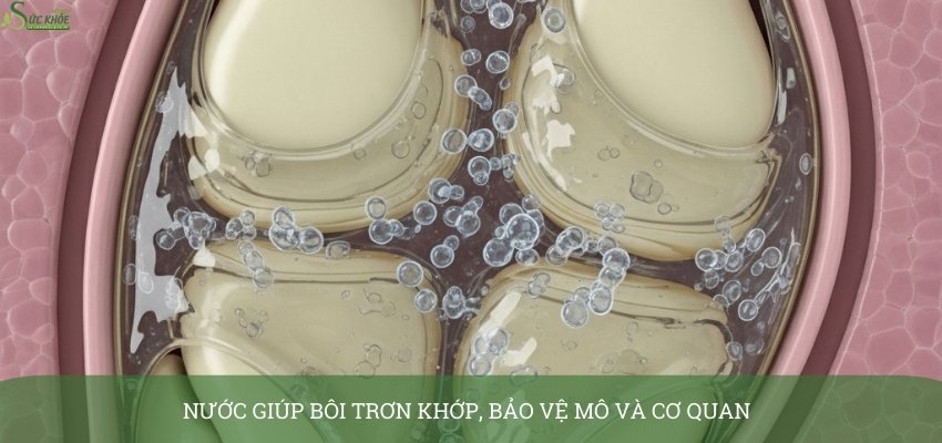 nuoc-co-vai-tro-gi-2-321