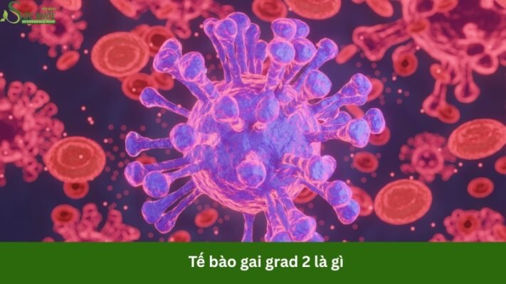 te-bao-gai-grad-2-la-gi-4234