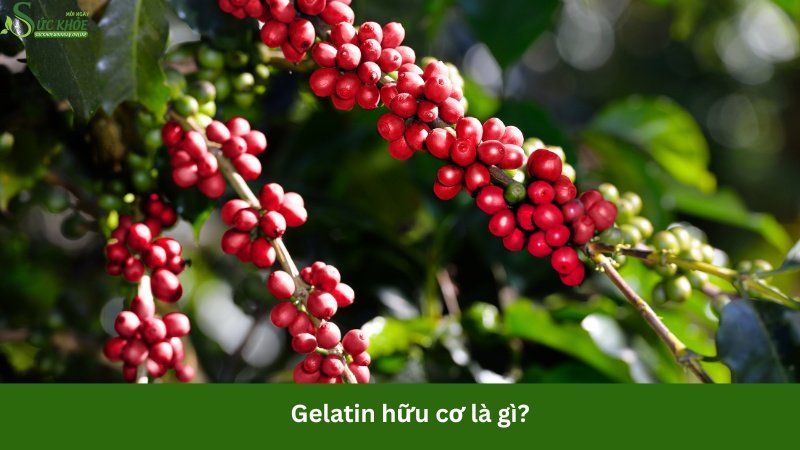 trong-ca-phe-chua-chat-gi-323123